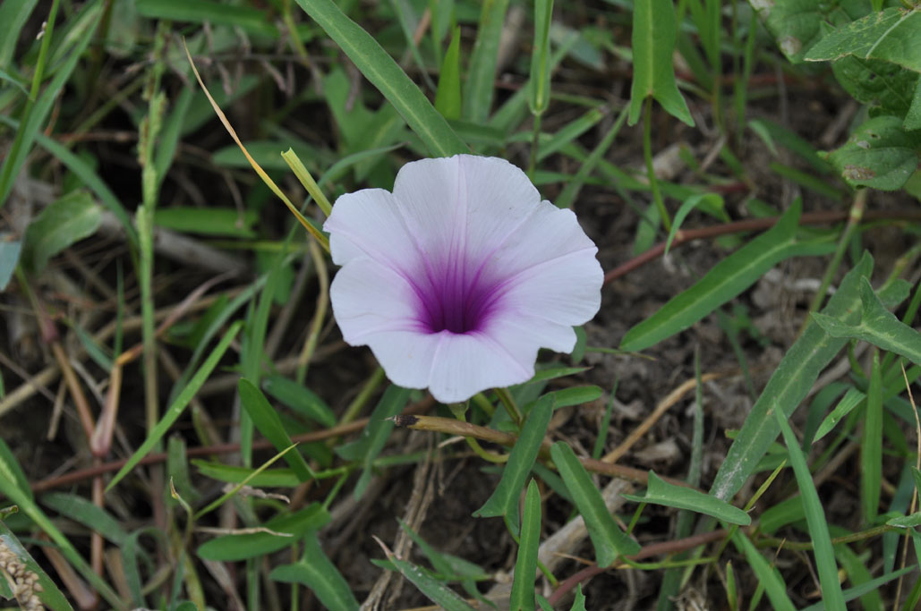 Convolvulus arvensis